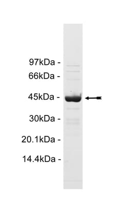 Eurofins DiscoverX TMDP Protein 250 &mu;g | Buy Online | Eurofins DiscoverX | Fisher Scientific